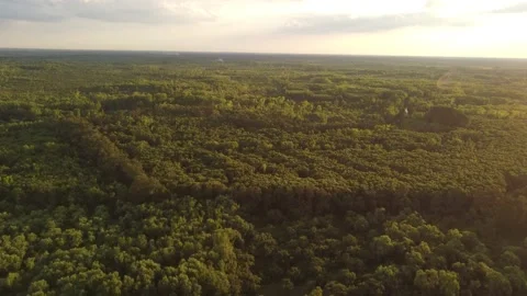 Lush forest around Parana river delta at sunset, Argentina. Aerial forward Vídeo Stock 237494084