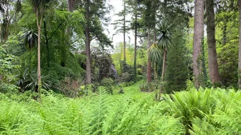 Lush Forest Background Stock Footage 156316619