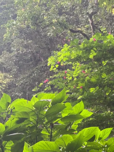 Lush Forest Canopy and Vibrant Pink Flowers Video stock 341629728