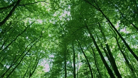 Lush forest canopy, cinematic tree tops, sunlight through leaves Stock-Footage 311785795