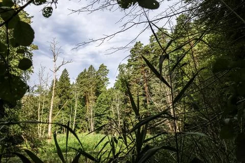 Lush forest canopy with a dead tree standing tall amidst green foliage Stock Photos