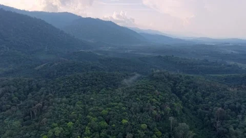 Lush forest canopy fills the frame from an aerial perspective Video stock 339857617