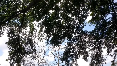 Lush Forest Canopy Video stock 332038186