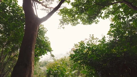 Lush Forest Canopy Low Angle Sky View  Tropical Trees Kaohsiung Taiwan Video stock 331845414