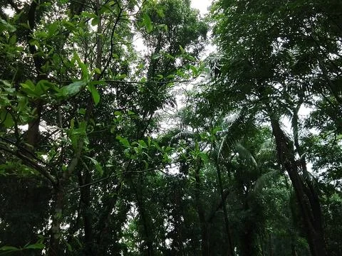 Lush forest canopy seen from below with branches woodland environment Stock-Fotos