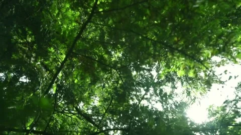 Lush Forest Canopy with Sunlight. Stock Footage 306653122