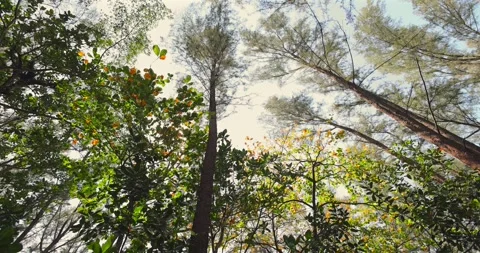 Lush forest canopy, sunlight streaming through tall trees, vibrant Stock Footage 305935758