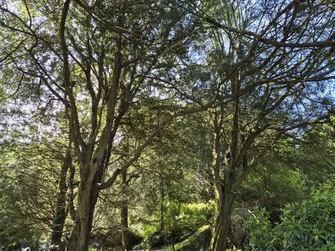Lush forest canopy with tall trees in bright daylight Photos