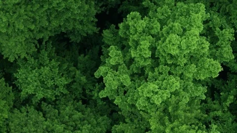 Lush forest canopy, top down drone, green jungle aerial Video stock 311756852