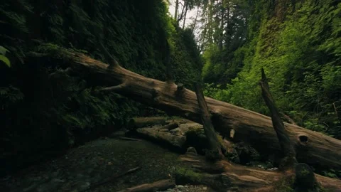 Lush forest canyon, fallen tree bridge, mossy canyon walls Stock Footage 311490356