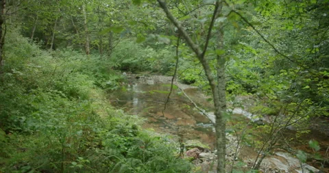 Lush forest creek 2 Stock Footage 306633522