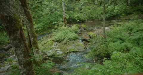 Lush forest creek 3 Stock Footage 306633509