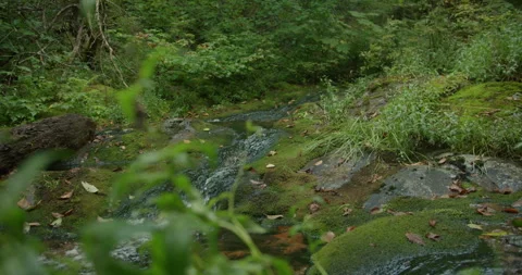 Lush forest creek Stock Footage 306633298