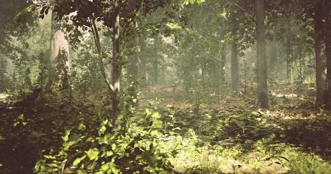 Lush forest with dappled sunlight filtering through tree canopy Stock Illustration