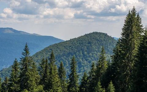 Lush forest enveloped by an enchanting array of trees, with majestic mountains i Fotos de archivo