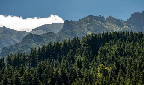 Lush forest enveloped by an enchanting array of trees, with majestic mountains i Fotos de archivo