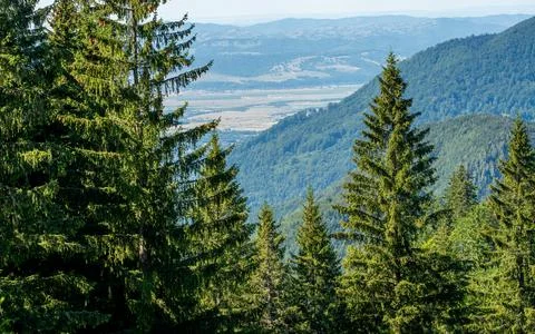 Lush forest enveloped by an enchanting array of trees, with majestic mountains i Fotos de archivo