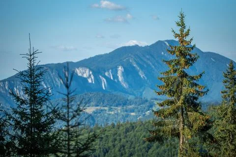 Lush forest enveloped by an enchanting array of trees, with majestic mountains i Fotos de archivo