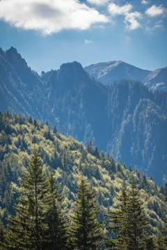 Lush forest enveloped by an enchanting array of trees, with majestic mountains i Fotos de archivo