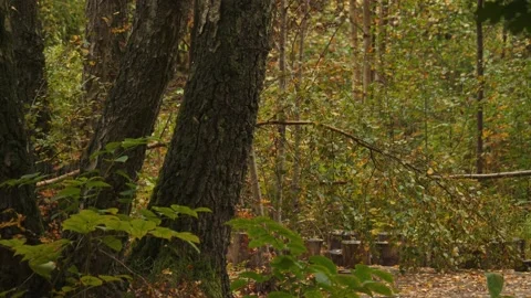 Lush Forest with Falling Leaves during Early Fall, Tilt Down Vídeos de archivo 225884548