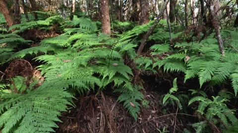 Lush Forest Ferns in Springbrook Vídeos de archivo 284412289