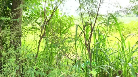 Lush Forest Ferns on Tree 스톡 동영상 343909588