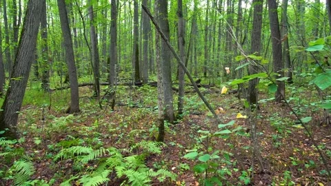 Lush Forest Floor and Dense Trees in Summer Stock Footage 325358696