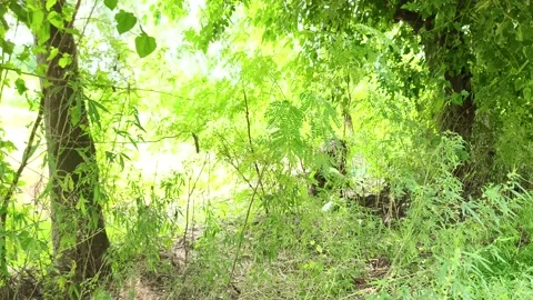 Lush Forest Floor and Tree Stock-Footage 343909495