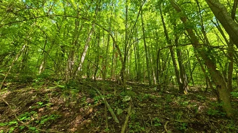 Lush forest floor covered in moss and fallen leaves. Balkan, Eastern Europe, POV Video stock 333346899