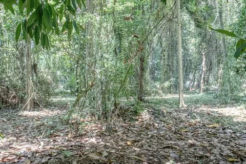 Lush Forest Floor with Slender Trees and Leaf Litter Stock Photos