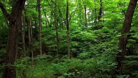 Lush Forest Fly In Stock Footage 201451484