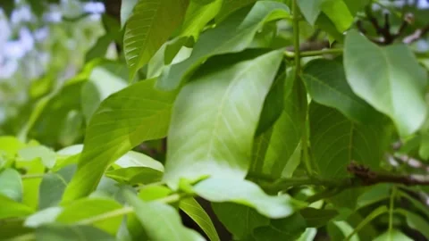 Lush Forest Foliage and Broad Green Leaves Nature Footage Stock Footage 338384013