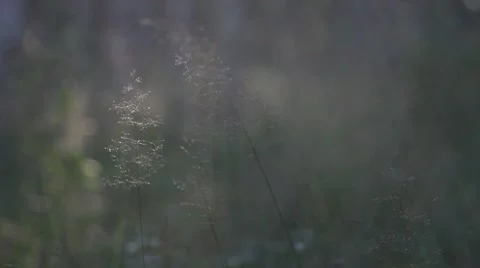 Lush forest Stock Footage 8519647