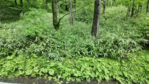 A Lush Forest Stock Footage 330929233