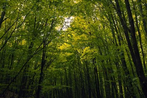 Lush forest. Forest view from inside and tall trees with green leaves Stock Photos