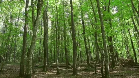 A lush forest full of dense trees Stock Footage 150053030