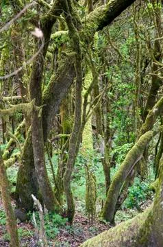 Lush forest of the gomera Stock-Fotos