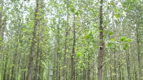 Lush Forest Green Misty Pathway Stock-Footage 343908264