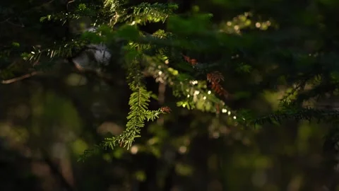 Lush forest greenery during early morning light in a serene natural setting. Stock Footage 282667932
