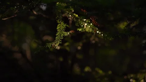 Lush forest greenery during early morning light in a serene natural setting. Stock Footage 289293073