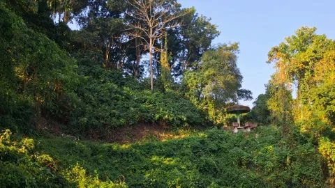 Lush Forest Hillside Landscape Vídeo Stock 331656860