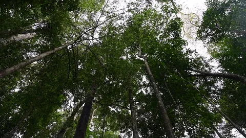 Lush forest in the jungle Stock Footage 126164448