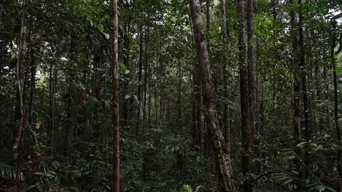 Lush forest in the jungle Stock Footage 126164492