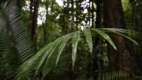 Lush forest in the jungle Stock Footage 126164499