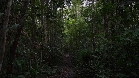 Lush forest in the jungle Stock Footage 126164505