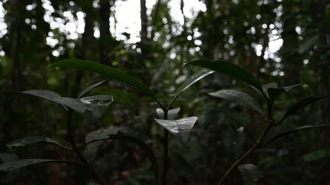 Lush forest in the jungle Stock Footage 126164516