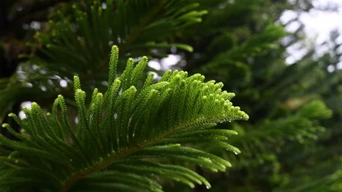 Lush forest in the jungle Stock Footage 126164529