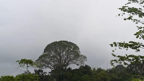 Lush forest in the jungle 스톡 동영상 126164534