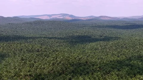 Lush forest landscape captured from above Vidéo 337984190