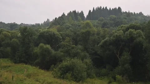 A lush forest landscape features dense trees and varying green plants under a Видео 344668009